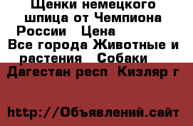 Щенки немецкого шпица от Чемпиона России › Цена ­ 50 000 - Все города Животные и растения » Собаки   . Дагестан респ.,Кизляр г.